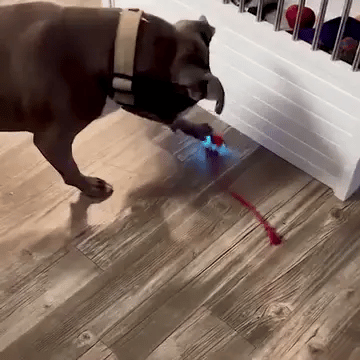 PelotaViva™-Pelota de aventura interactiva para tu mascota-🎁 40% OFF